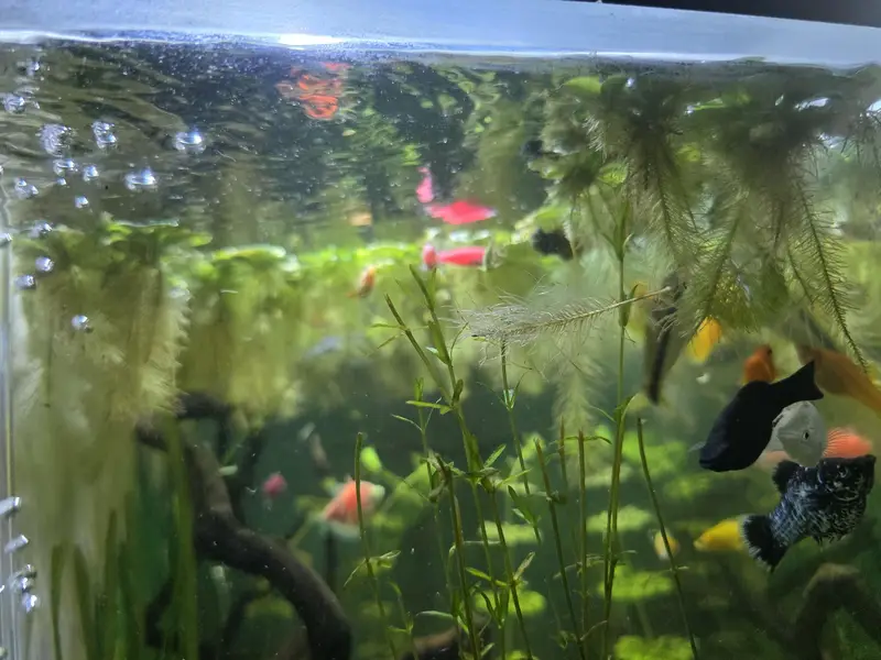 Live Aquarium Plant For Sale — photo 7