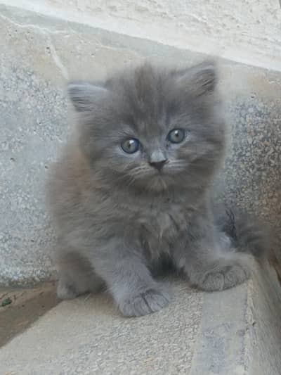 Persian Kitten