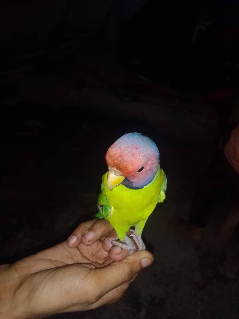 tota normal 1