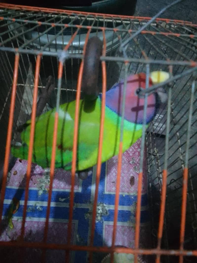 tota normal 4