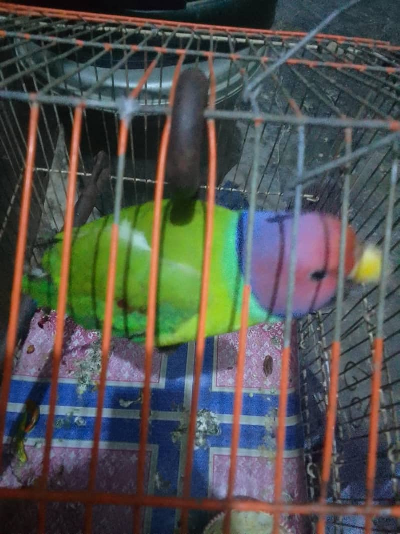 tota normal 5