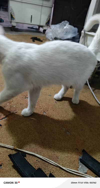 white cat beutyful with one baby cat
