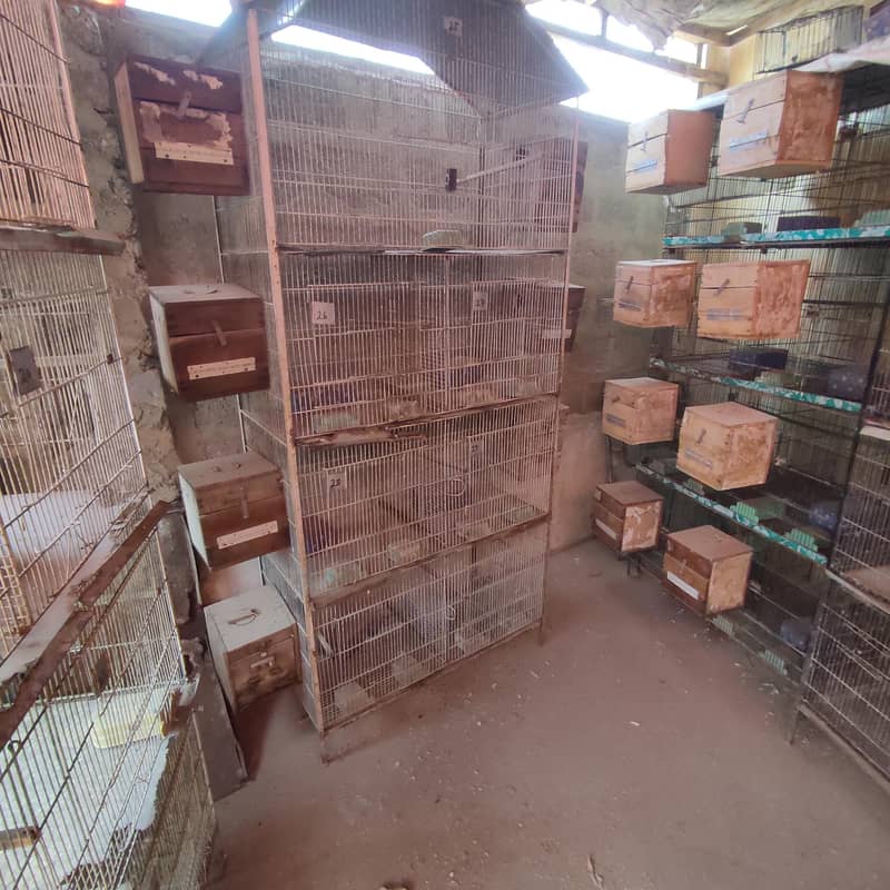 cages 3