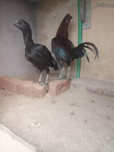 Dragon Aseel Birds