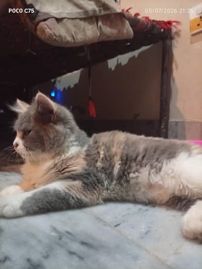 4 month baby female