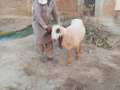 BREEDER MALE FOR SALE