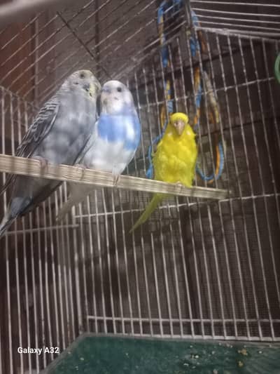 active bugies