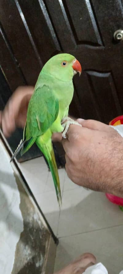 male parrot