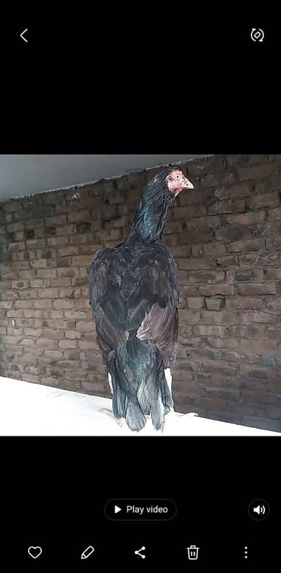 mianwali aseel۔