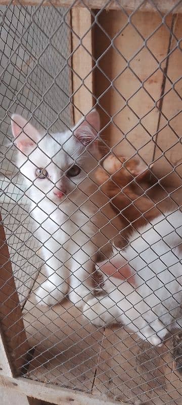 Parisian helthy and active kitten for sale
