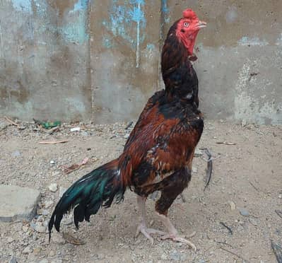 Aseel rooster for sale