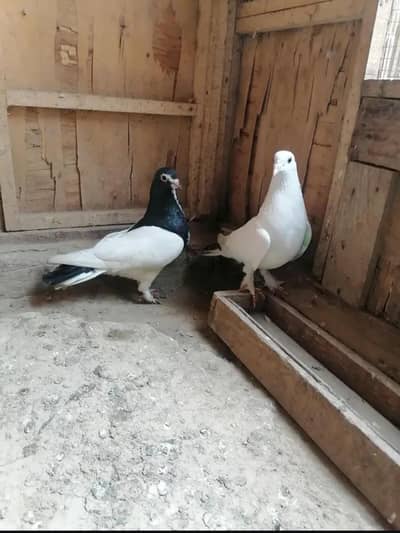 sherazi breeder pair