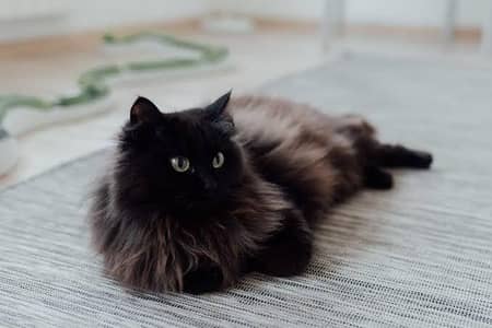 Female Vaccinated Mainecoon + Noweign forest mix