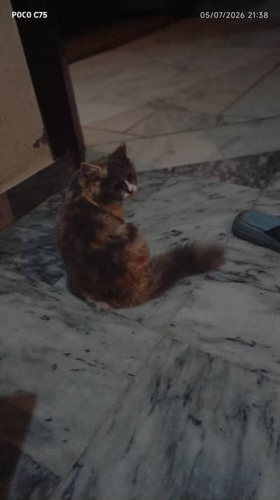 4 month baby female beautiful colour with cat bowl