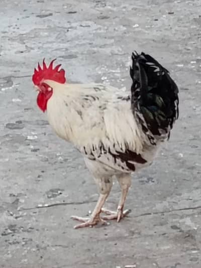 White misri rooster/Murgha