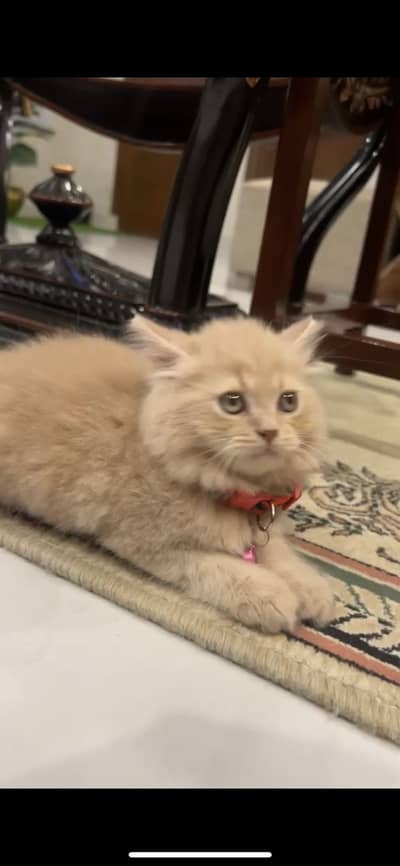 Cat for sale Persian cat