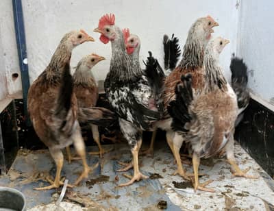 Dandarawi Bread Chkies
