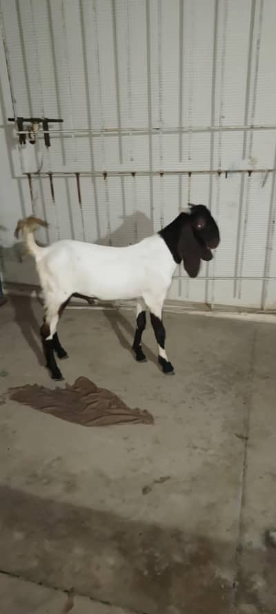 Kamoori nasal ka double haddi bakra age 9-10 months