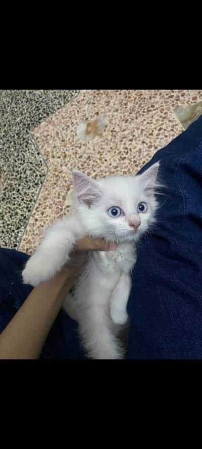 Domestic Longhair (Persian mix) blue eyes
