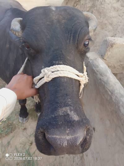 buffalo
