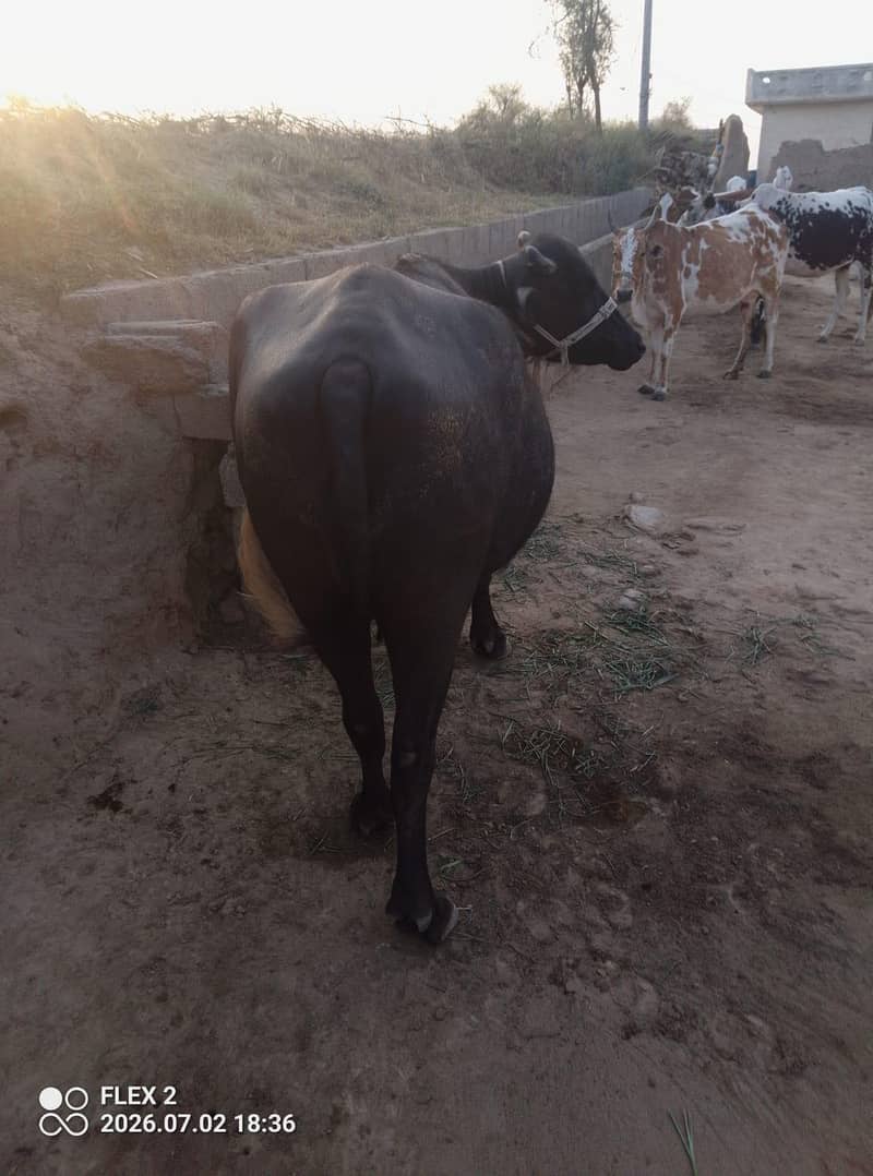 buffalo 1