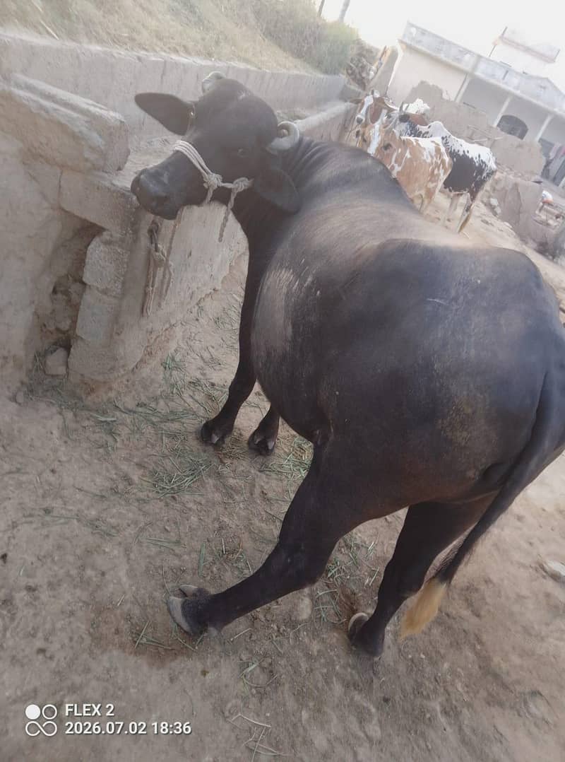 buffalo 2