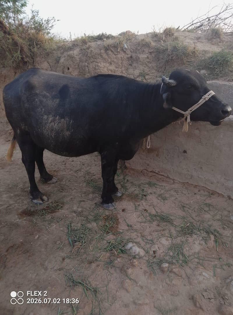 buffalo 3