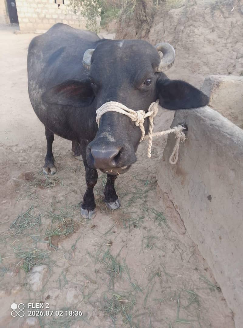 buffalo 4