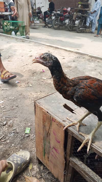 I have 5 peace of chicks anyone interested com panjra be av inbox ha c
