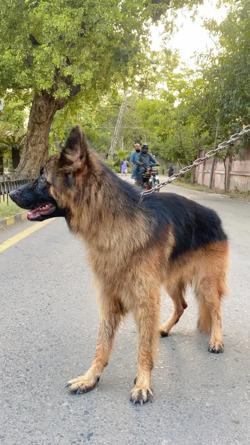 Garman Shepherd long coat breader male dog
