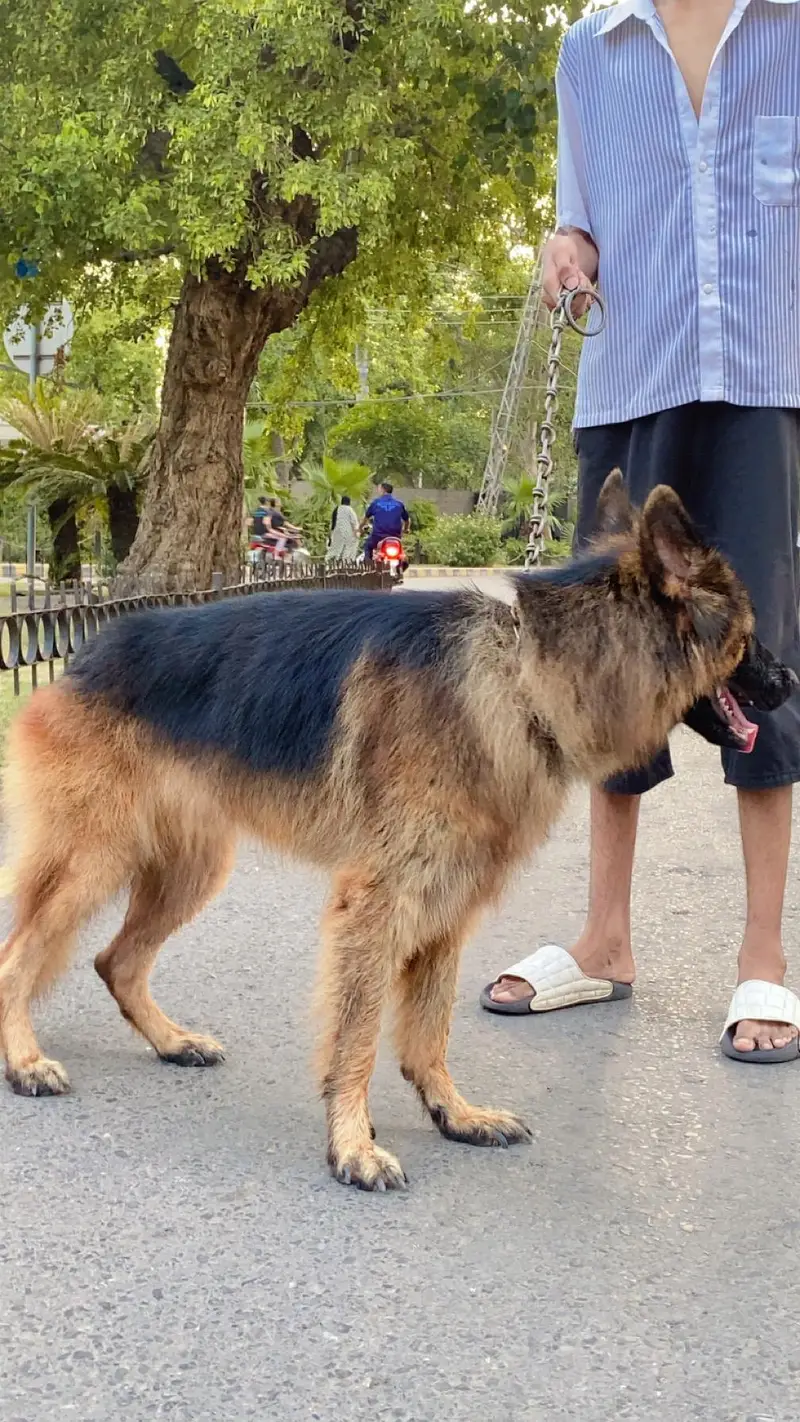 Garman Shepherd long coat breader male dog — photo 2