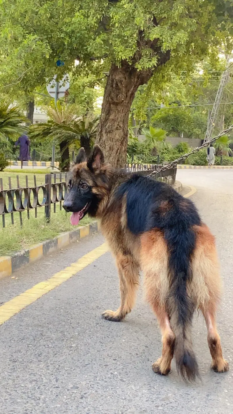 Garman Shepherd long coat breader male dog — photo 3