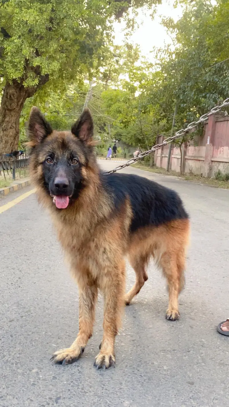 Garman Shepherd long coat breader male dog — photo 4