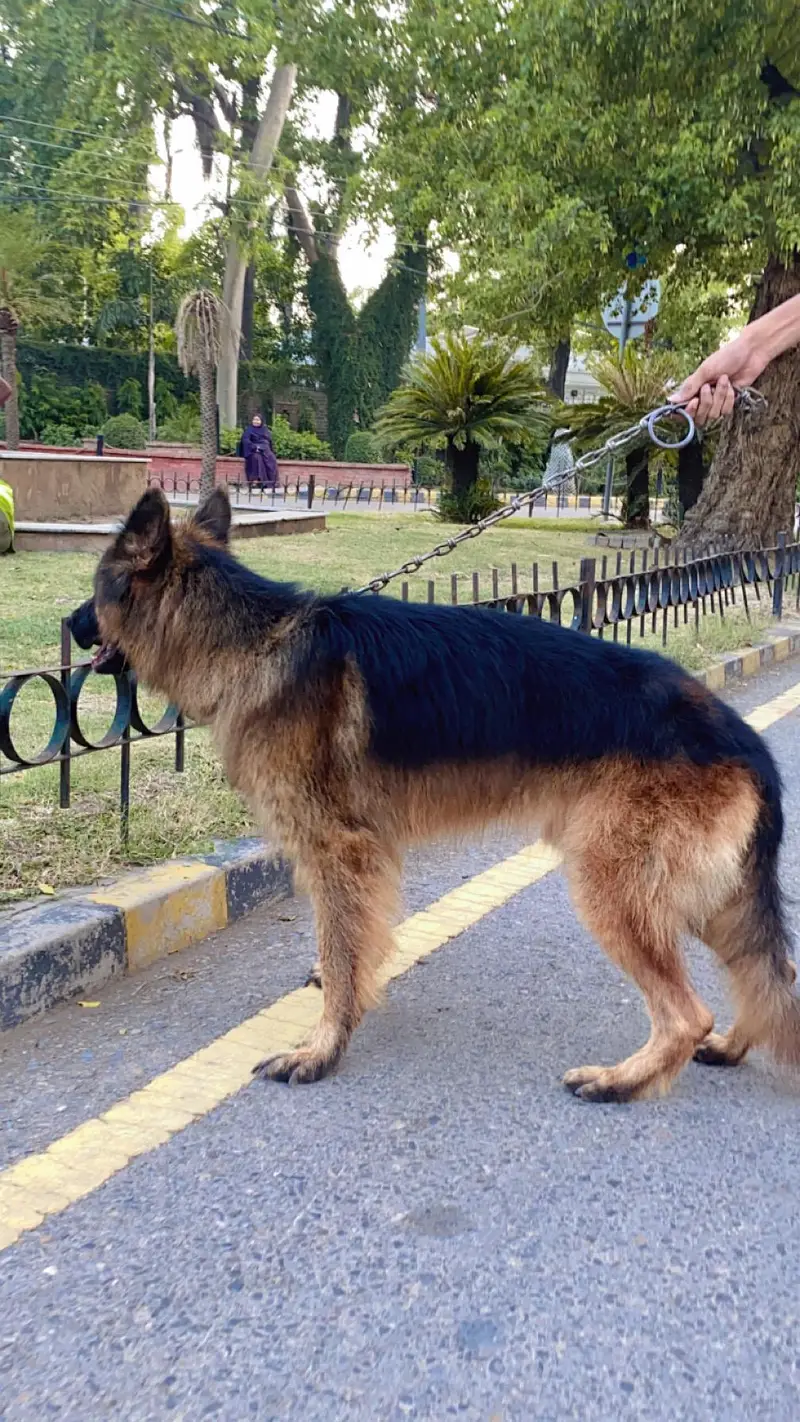 Garman Shepherd long coat breader male dog — photo 5