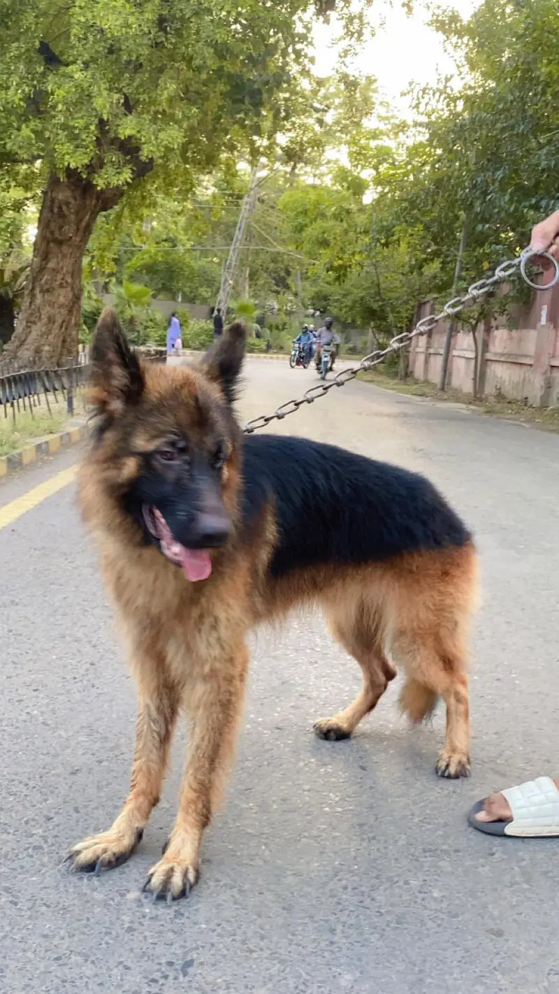 Garman Shepherd long coat breader male dog — photo 6