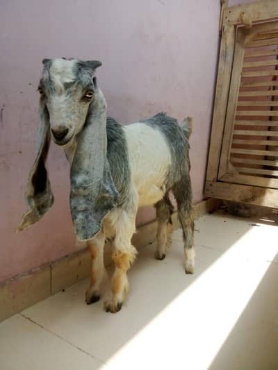 tady baqra male