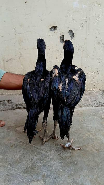 mushka pair