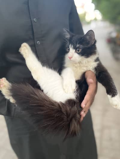 Persian cat
