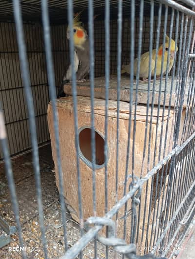 Two Cockatiel Pairs For Sale