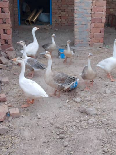 4 pairs 8 ducks