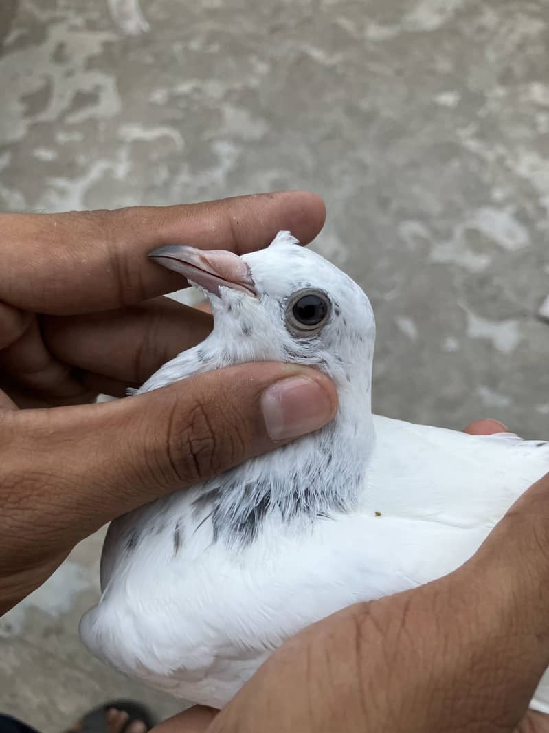 Kabootar 1