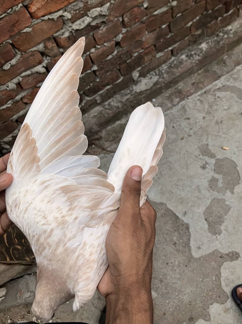 Kabootar 5