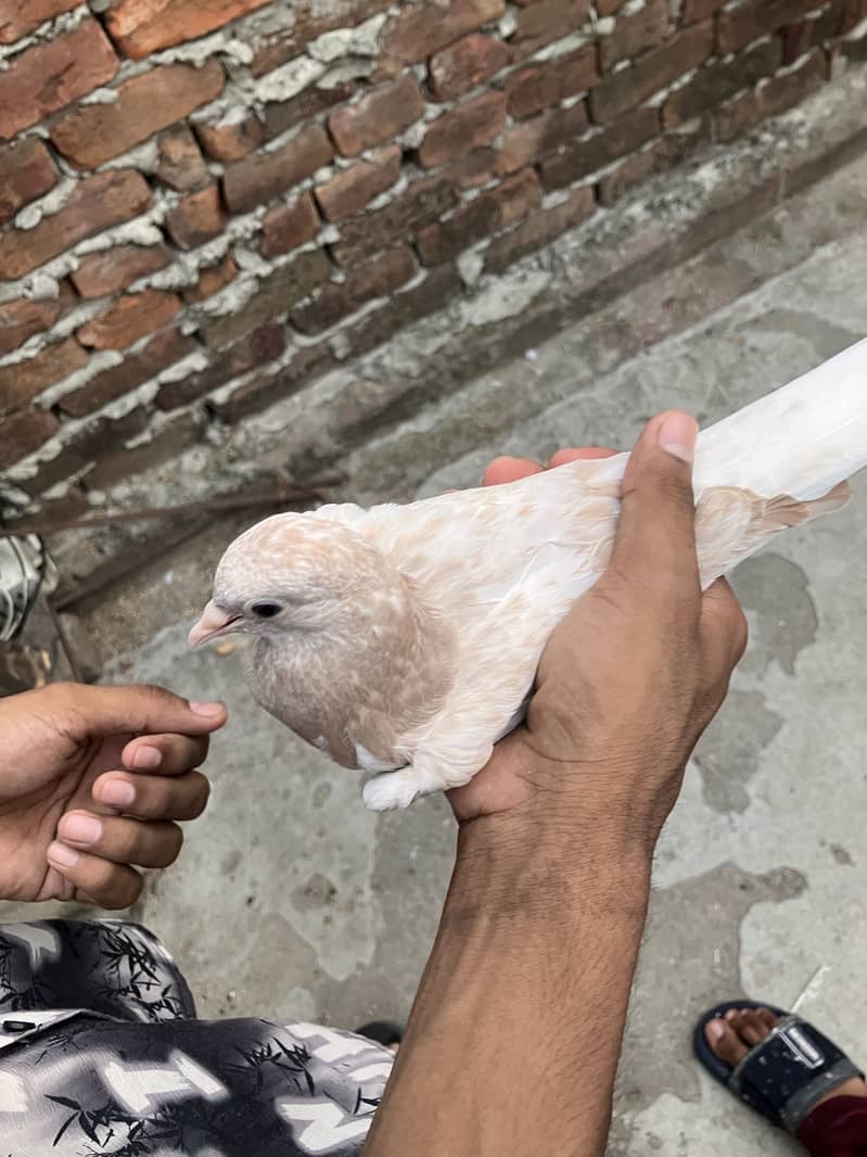 Kabootar 6