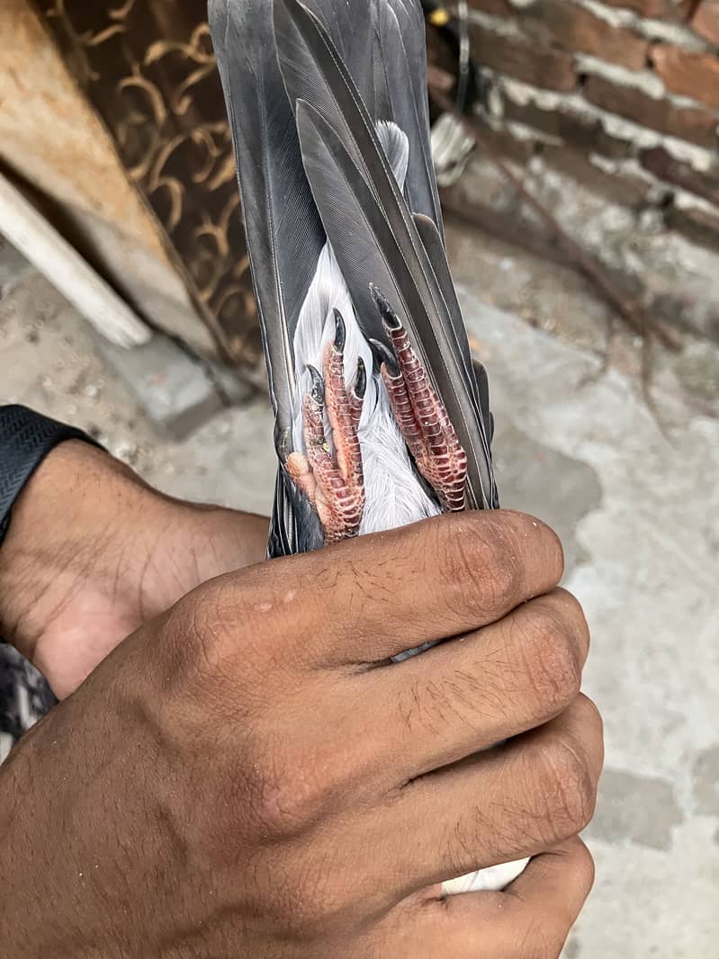 Kabootar 10
