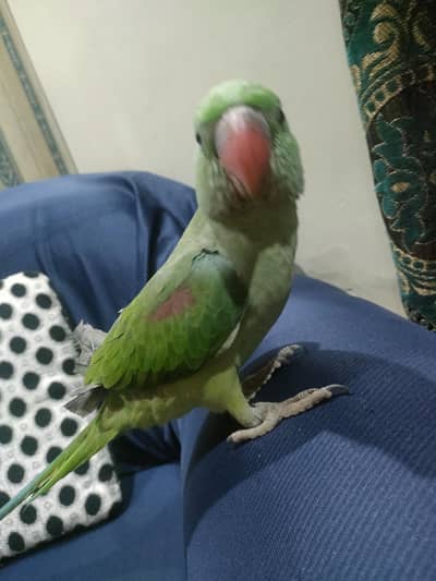 raw parrot for sale