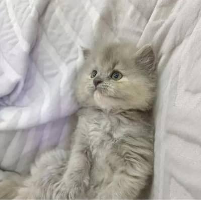 I'm saling Gray kitten