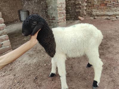 lamb  sheep