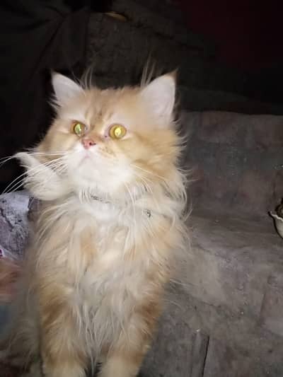 Persion male cat