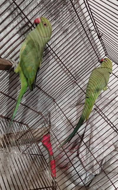 Parrots Pair | For Sale