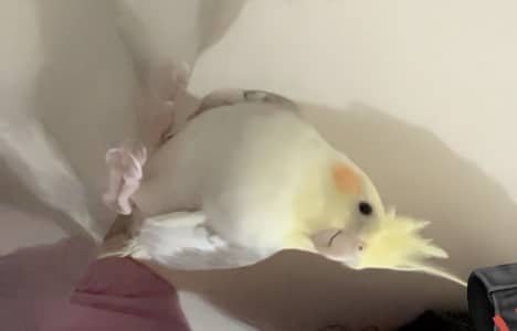 cockatiel for sale